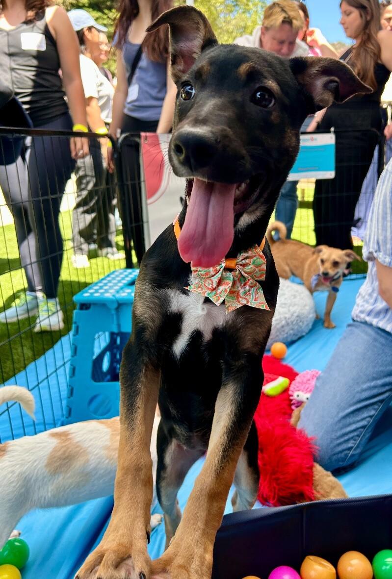 Enlarge Kira, a Adoptable mixed breed image 4/6