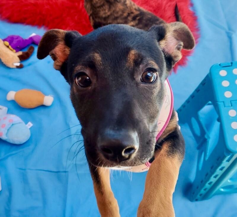 Enlarge Kira, a Adoptable mixed breed image 5/6