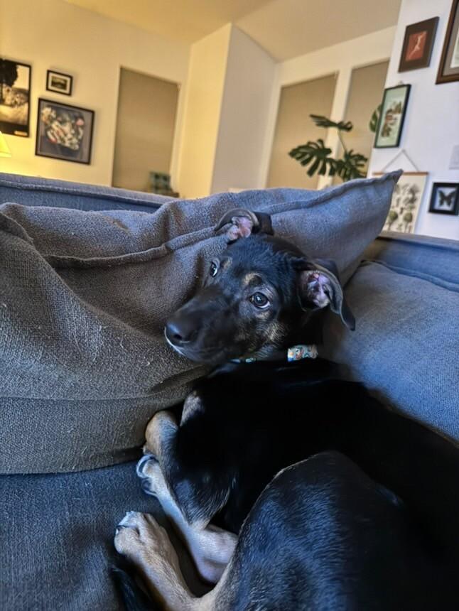 Enlarge Kira, a Adoptable mixed breed image 6/6