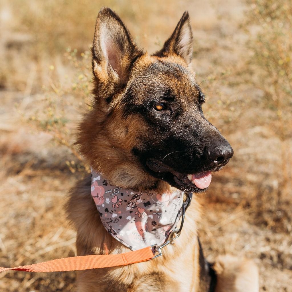 Enlarge Jasper, a Adoptable German Shepherd Dog in Temecula, CA image 4/6