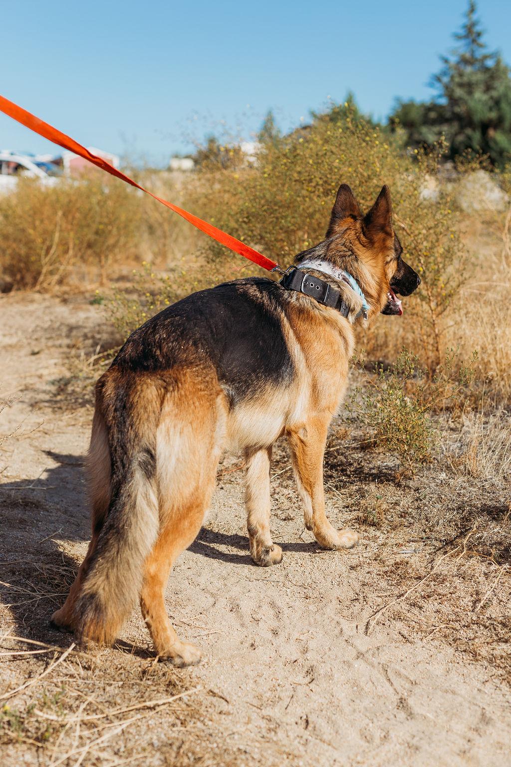 Enlarge Jasper, a Adoptable German Shepherd Dog in Temecula, CA image 5/6