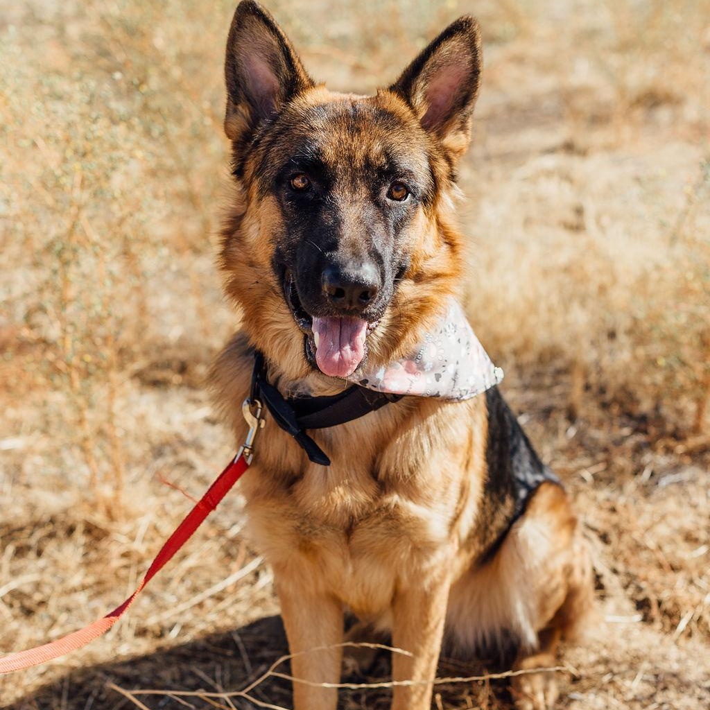 Enlarge Jasper, a Adoptable German Shepherd Dog in Temecula, CA image 3/6