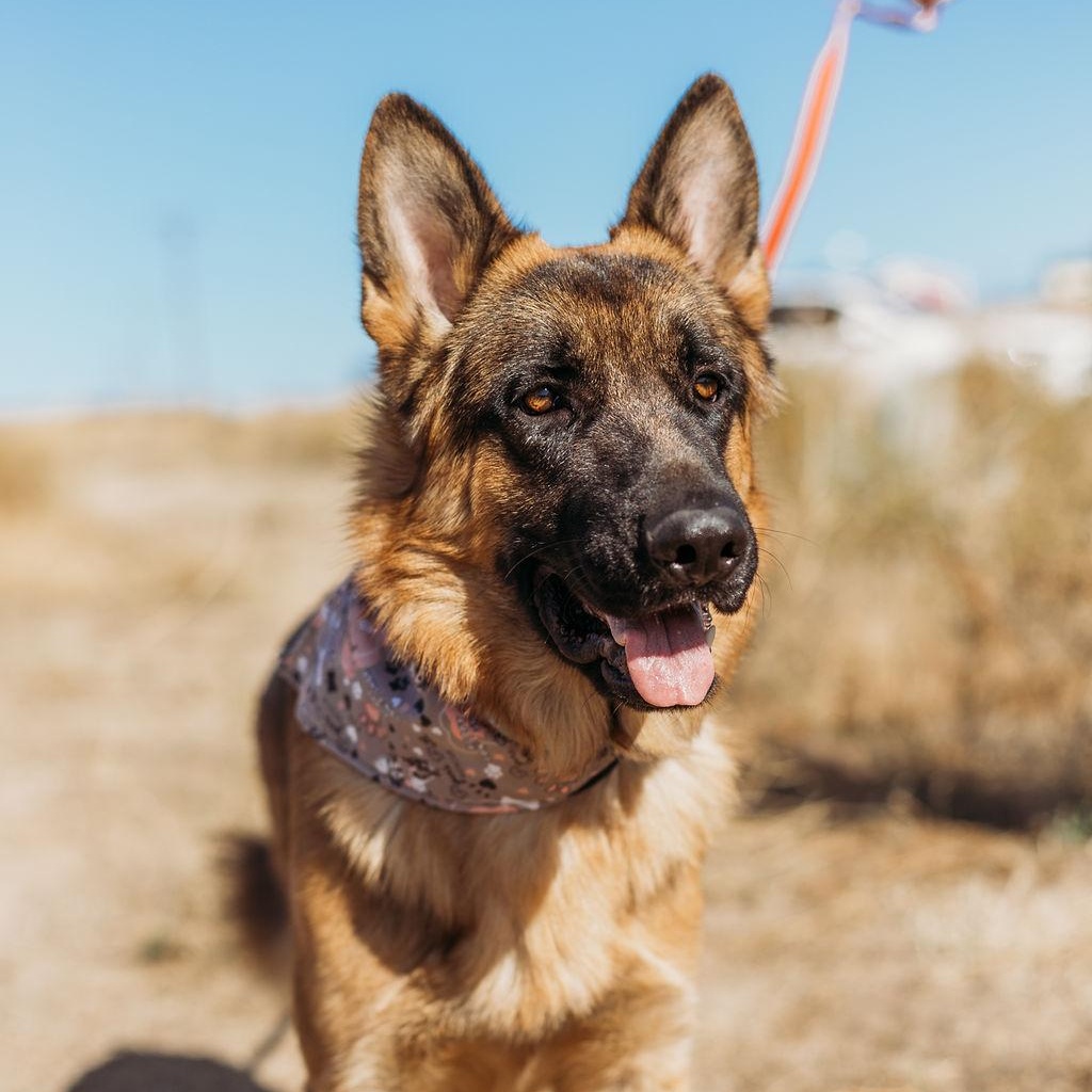 Enlarge Jasper, a Adoptable German Shepherd Dog in Temecula, CA image 1/6