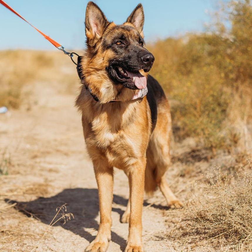 Enlarge Jasper, a Adoptable German Shepherd Dog in Temecula, CA image 2/6