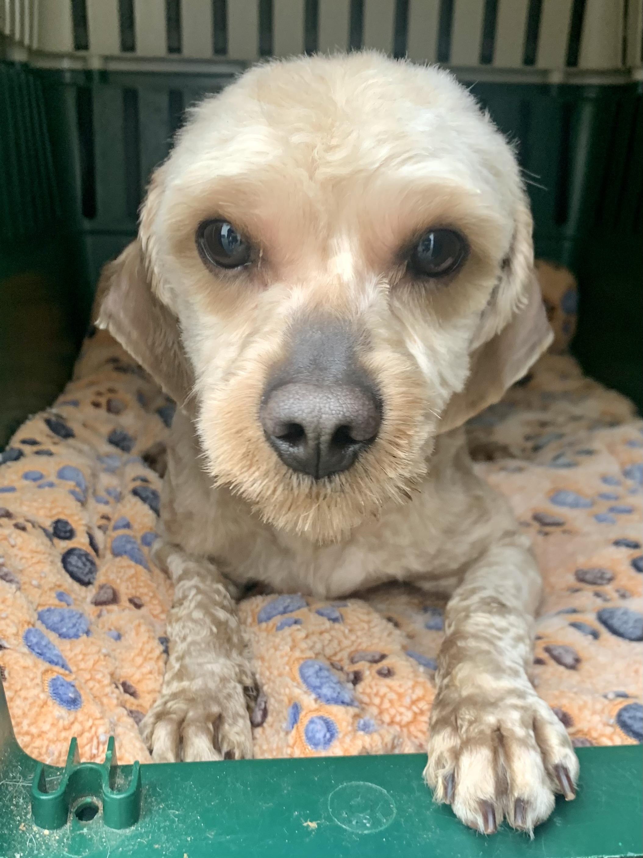 Blaze , ADOPTABLE, Young Male Cavapoo.