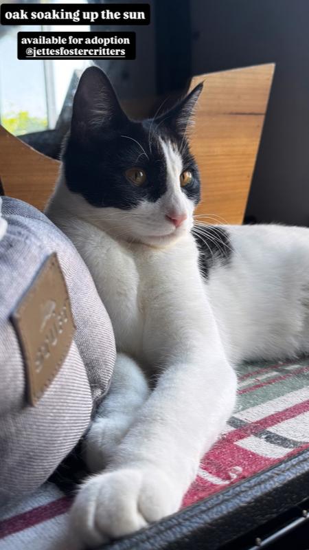 Oak, Adoptable, Adult Female Domestic Short Hair.