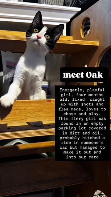 Enlarge Oak, a Adoptable mixed breed in Gardena, CA image 2/2