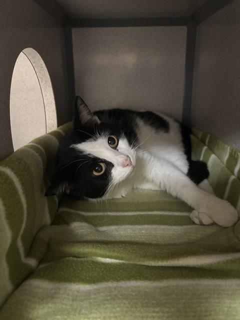 HERMIT CRAB, Adoptable, Young Female Domestic Short Hair.