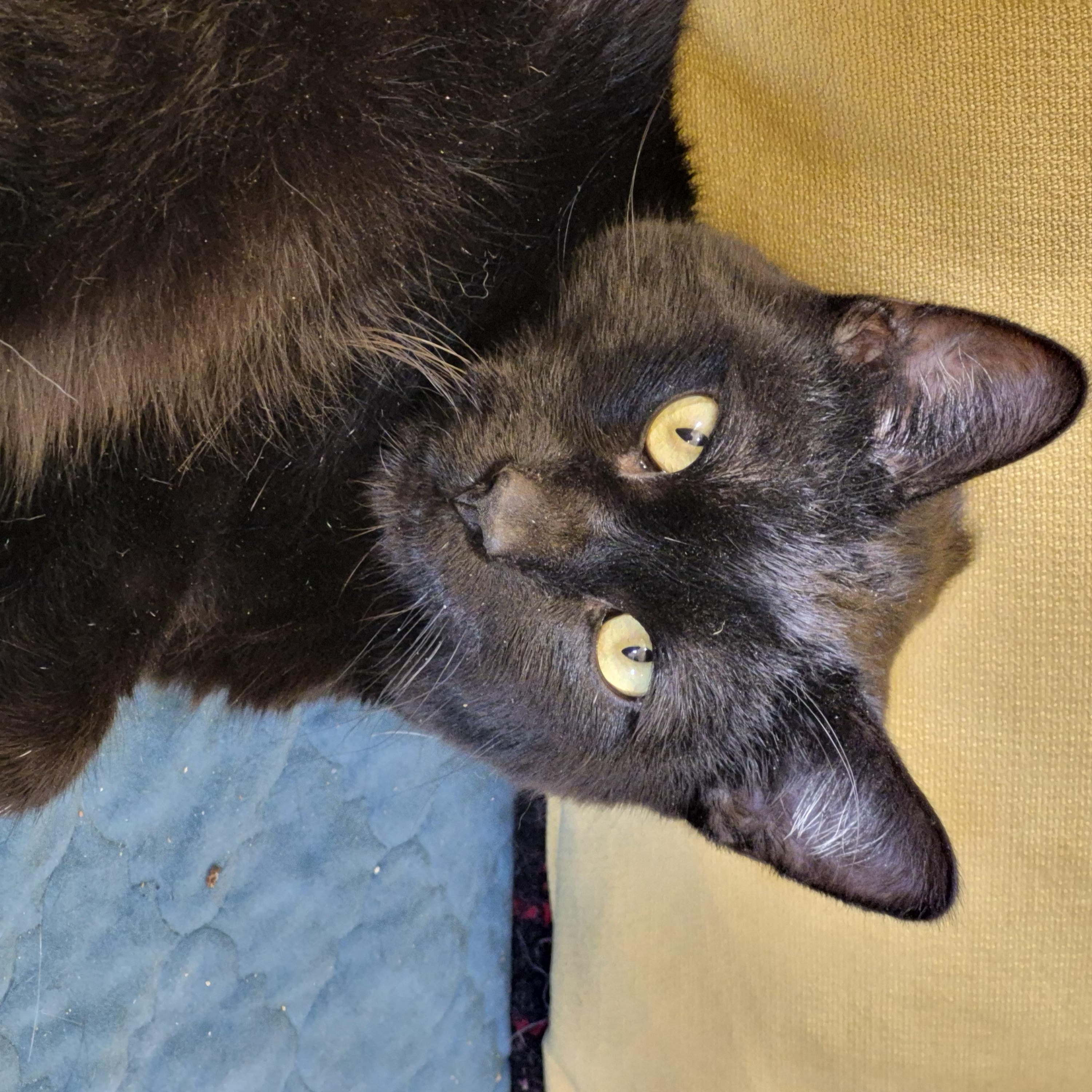 Keski, ADOPTABLE, Young Male Domestic Short Hair.
