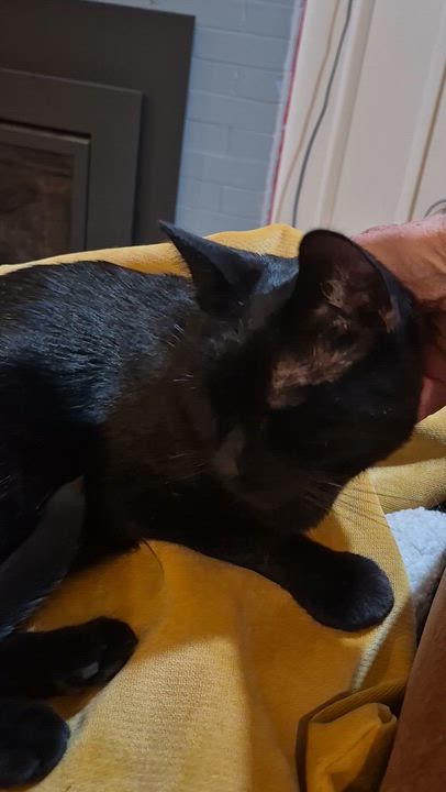 Enlarge Keski, a ADOPTABLE Domestic Short Hair in Tillamook, OR video 1/2