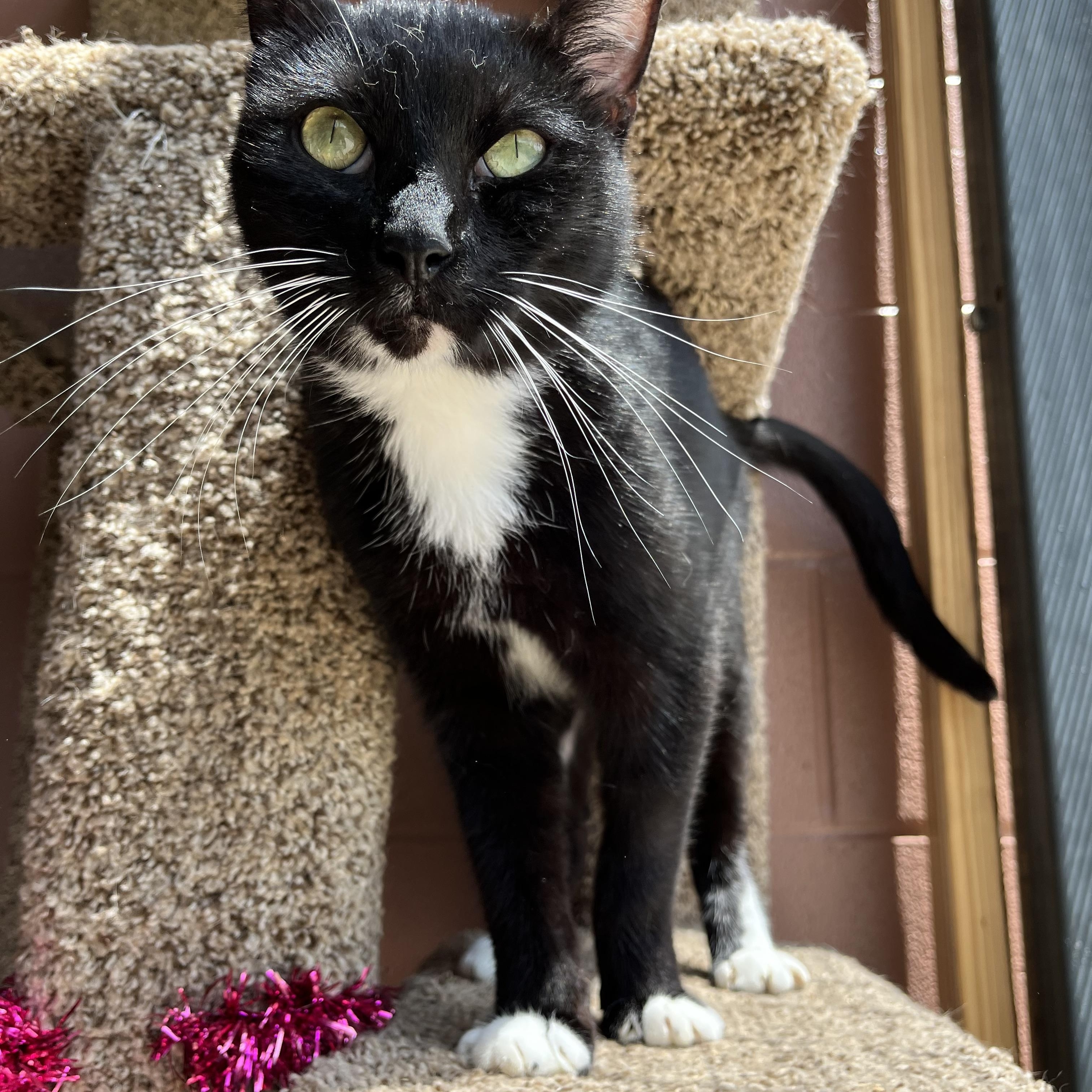 JIgSaw — thumbnail 2