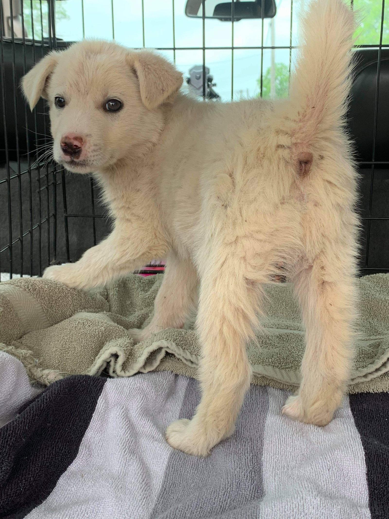 Enlarge Klondike now Hamlet, a Adopted Great Pyrenees in Houston, TX image 1/3
