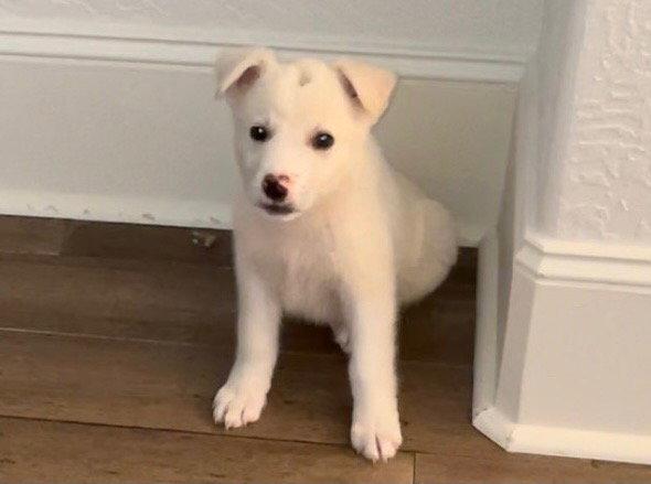 Enlarge Klondike now Hamlet, a Adopted Great Pyrenees in Houston, TX image 2/3