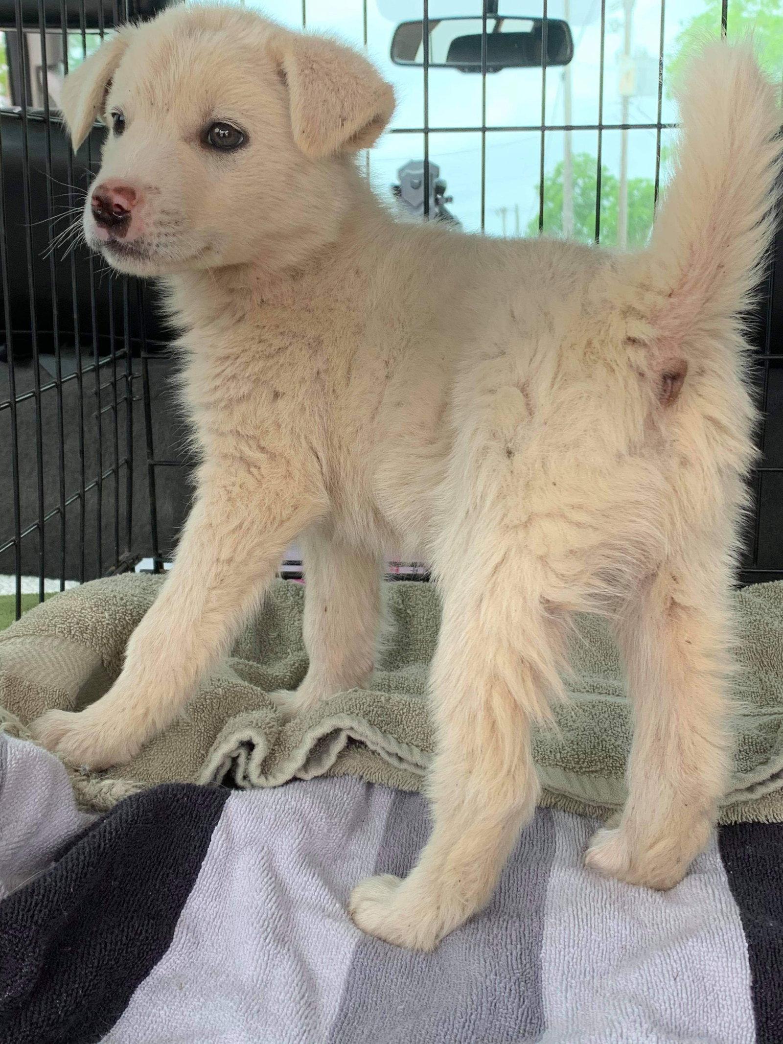 Enlarge Klondike now Hamlet, a Adopted Great Pyrenees in Houston, TX image 3/3