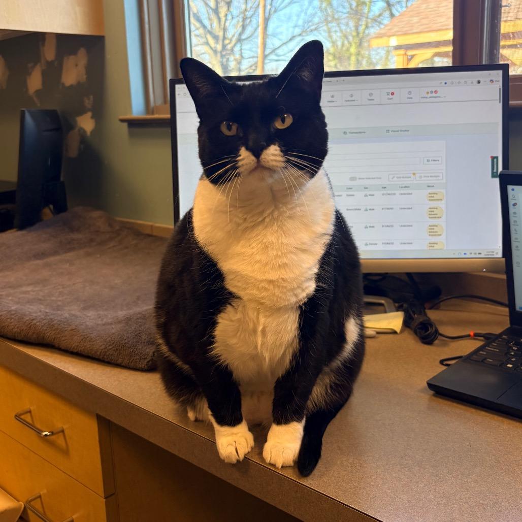 Enlarge Lexi, a Adoptable Domestic Short Hair in Baltimore, MD image 1/2