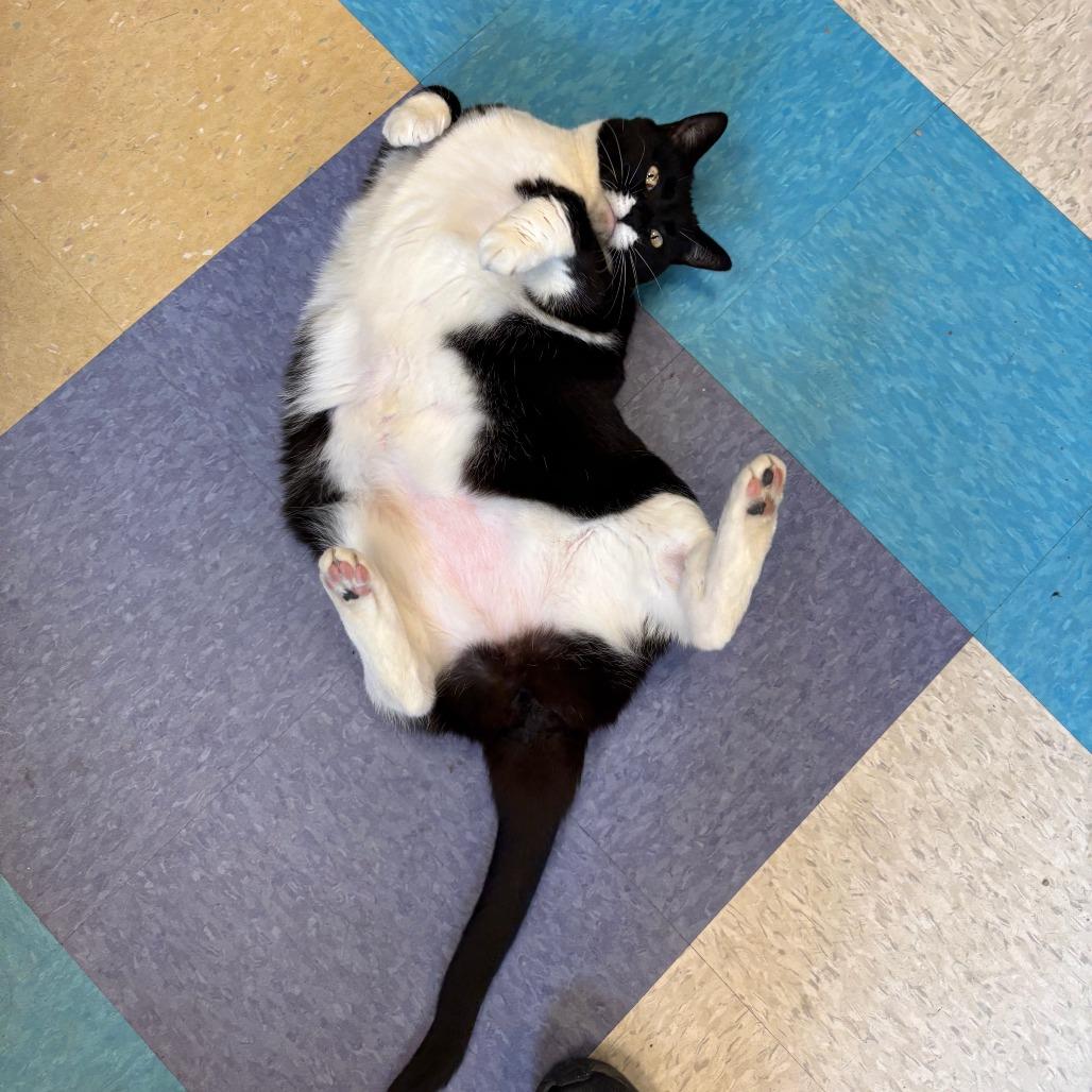 Enlarge Lexi, a Adoptable Domestic Short Hair in Baltimore, MD image 2/2