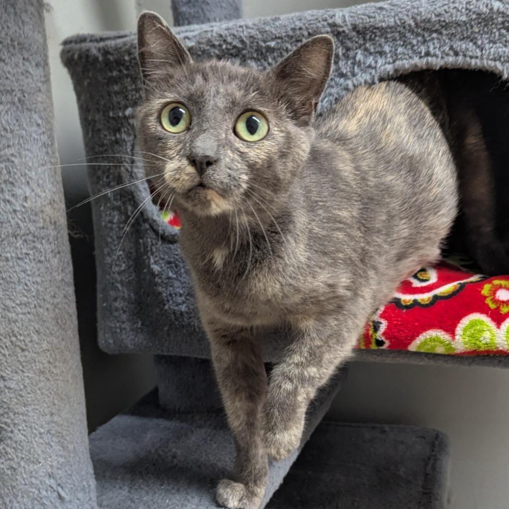 Enlarge Carol, a Adoptable mixed breed in Aberdeen, WA image 1/1