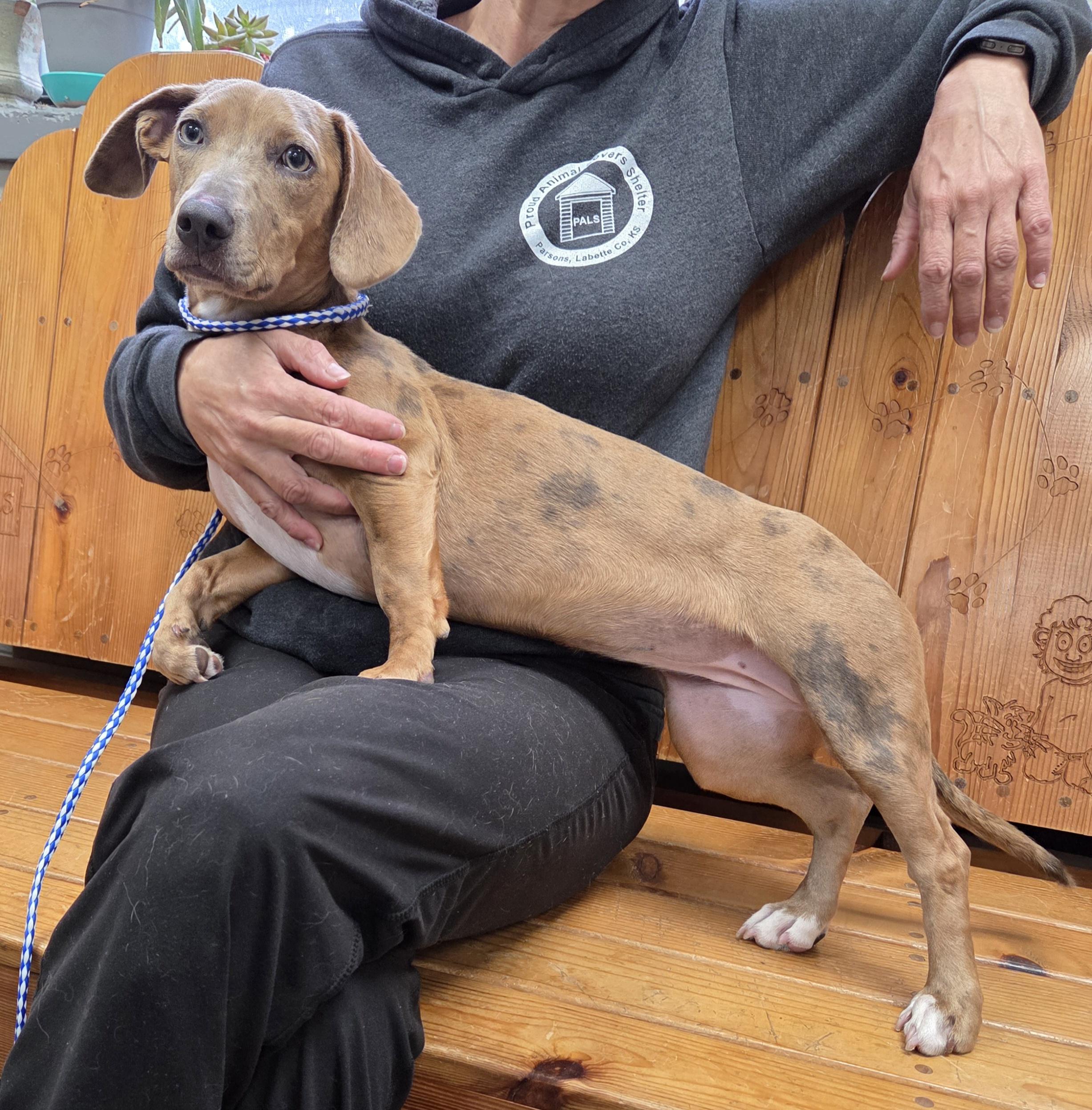 Fanny, adopted, Young Female Dachshund.