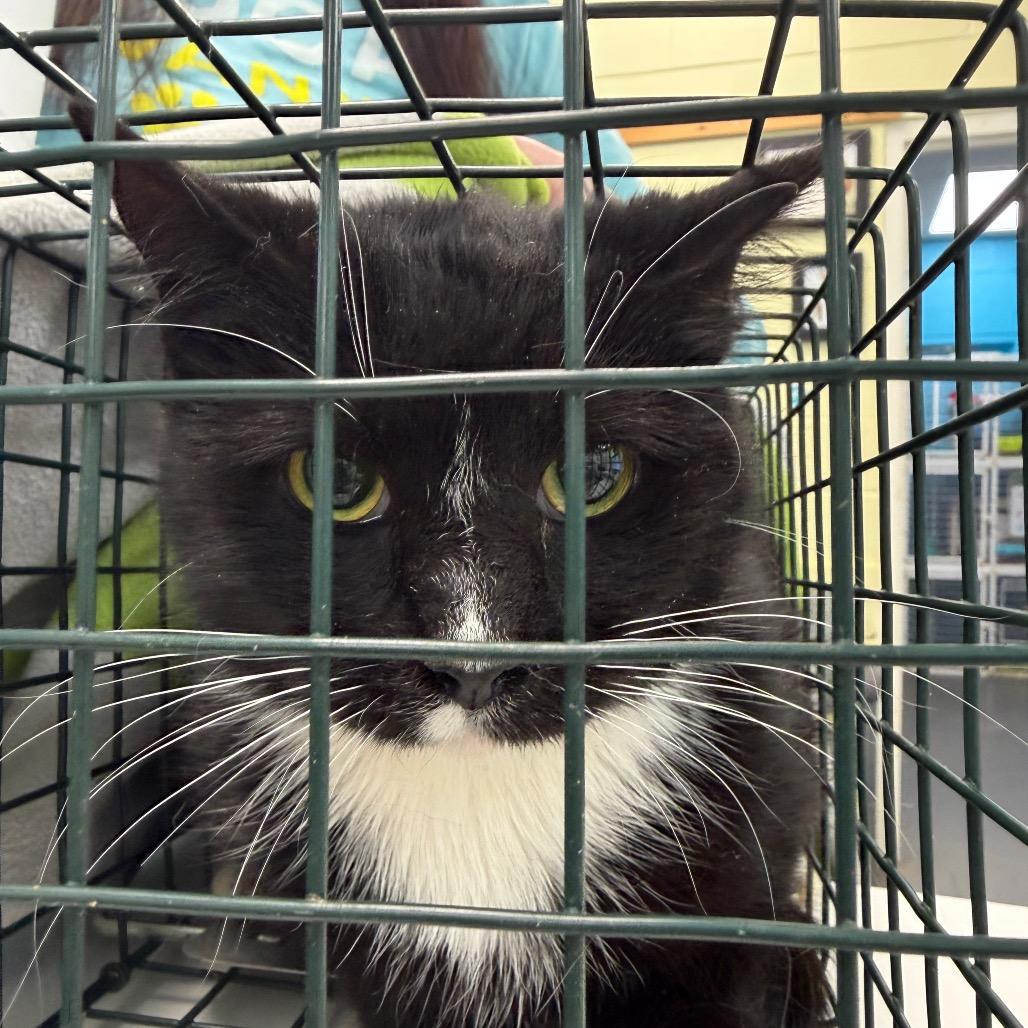 Toast, Adoptable, Young Female Domestic Medium Hair.