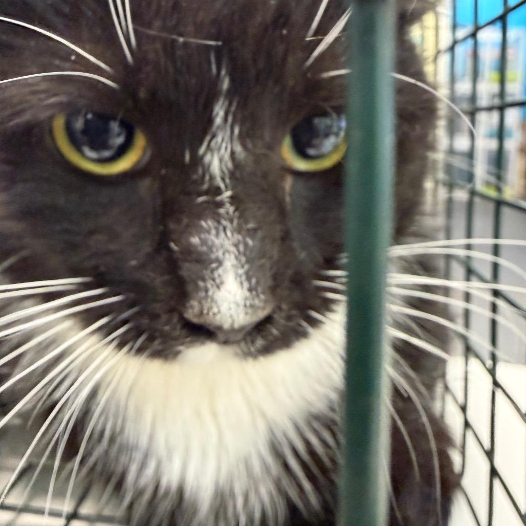 Toast, Adoptable, Young Female Domestic Medium Hair.