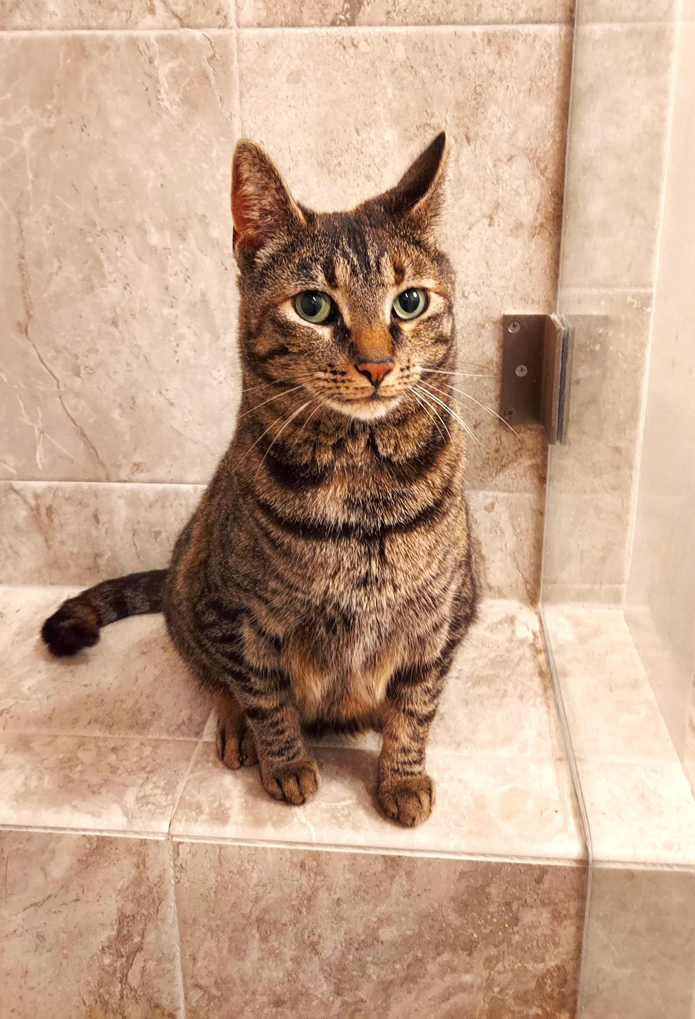 Enlarge Meet "PRECIOUS" - the Queen of Cuddles, a Adoptable mixed breed in Centreville, VA image 3/3