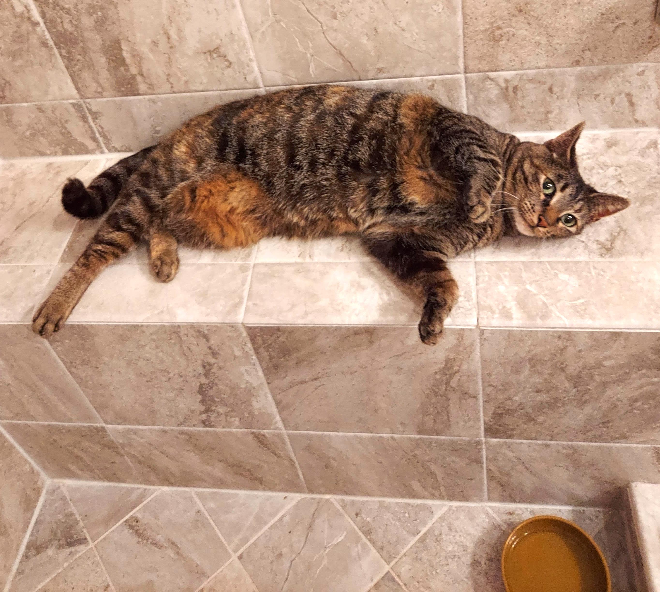 Meet "PRECIOUS" - the Queen of Cuddles, Adoptable, Adult Female Tabby & Domestic Short Hair.