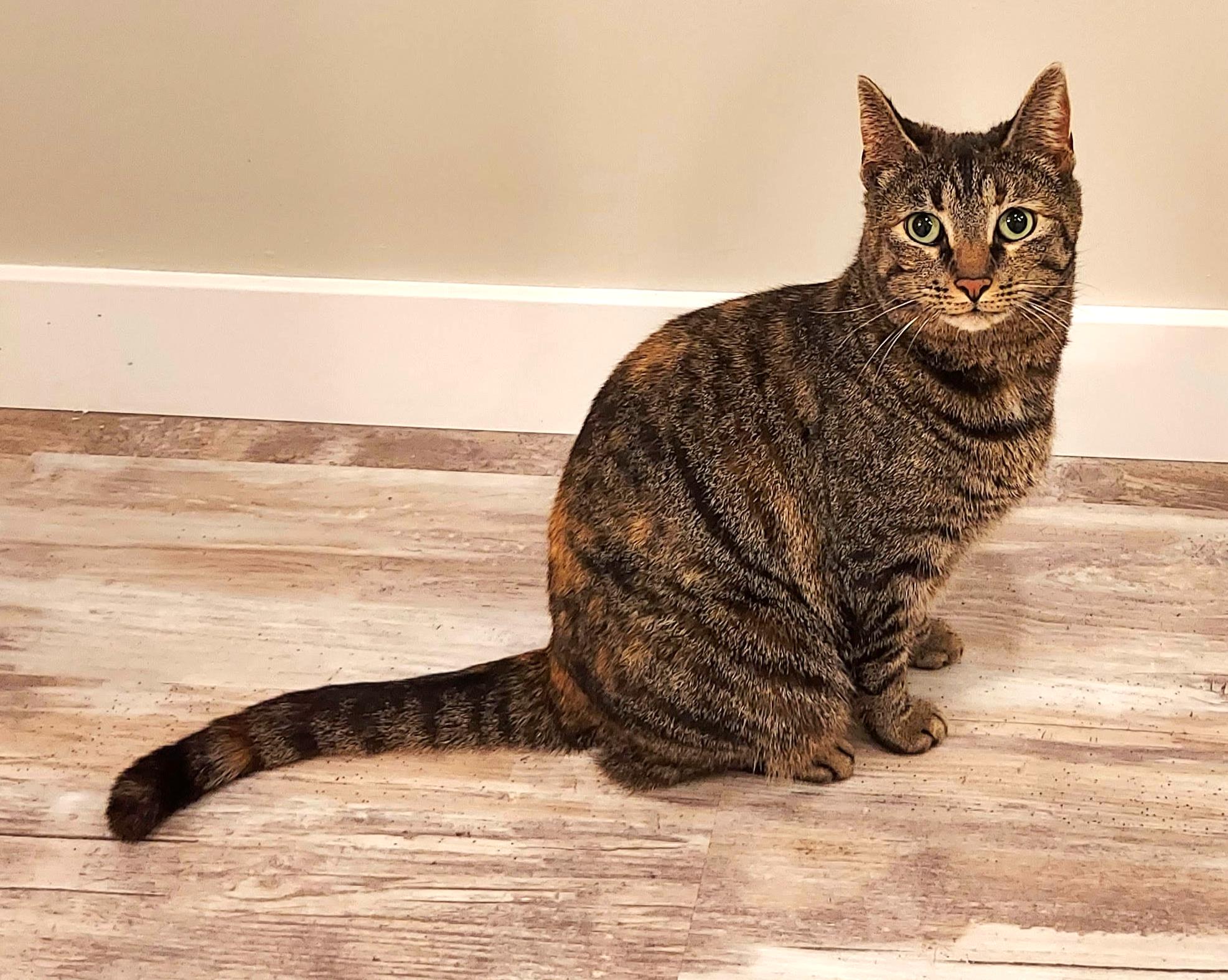 Enlarge Meet "PRECIOUS" - the Queen of Cuddles, a Adoptable mixed breed in Centreville, VA image 2/3