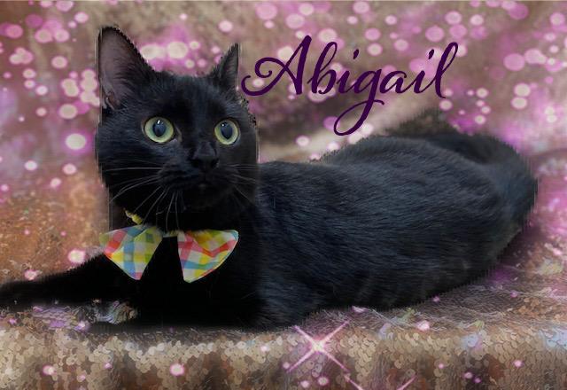 Abigail, ADOPTABLE, Young Female Domestic Short Hair.