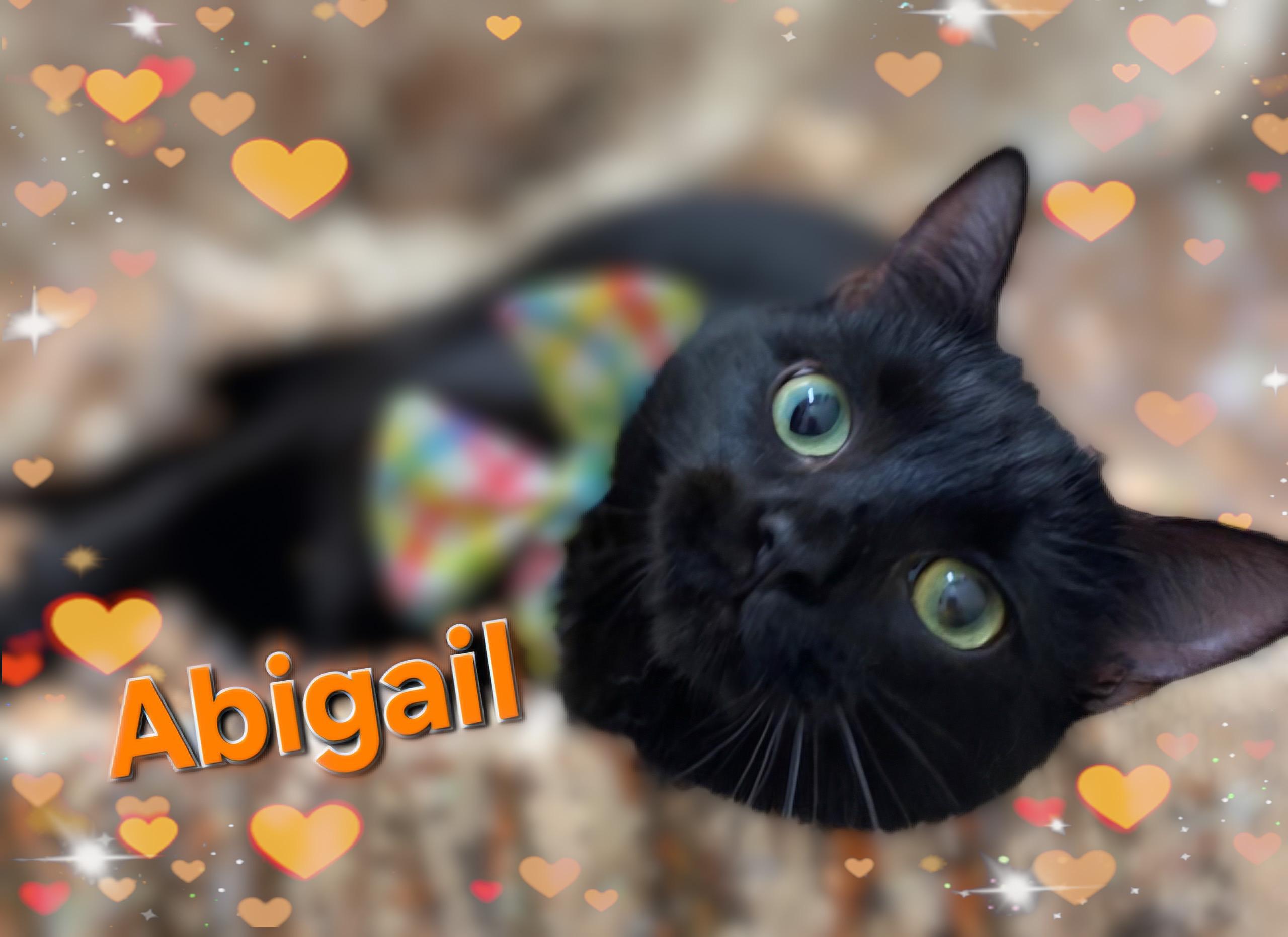 Abigail, a ADOPTABLE Domestic Short Hair in Charlotte, NC image 2/2