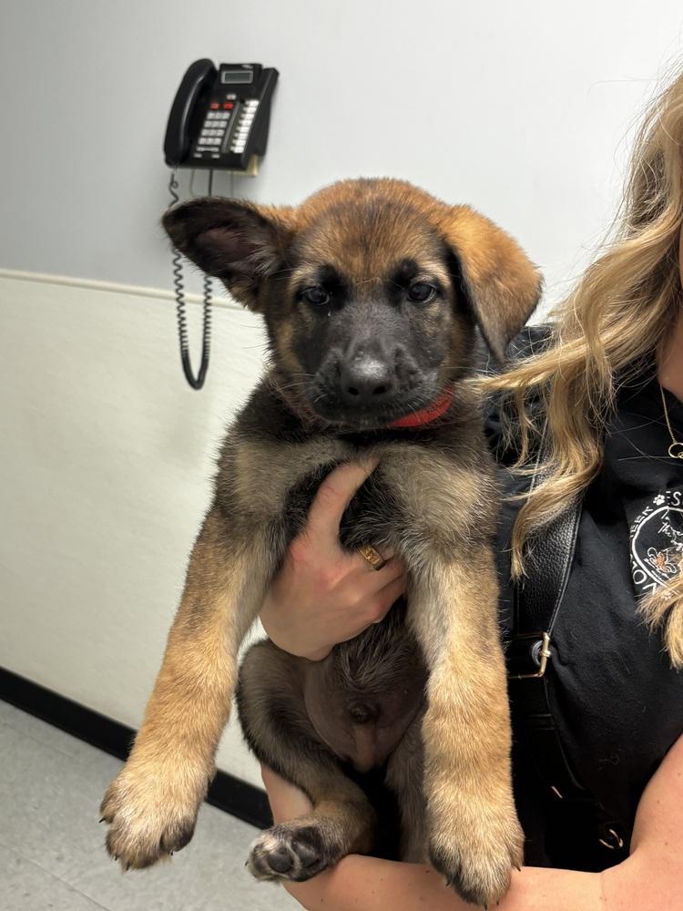 Fidelis, Adopted, Puppy Male German Shepherd Dog.