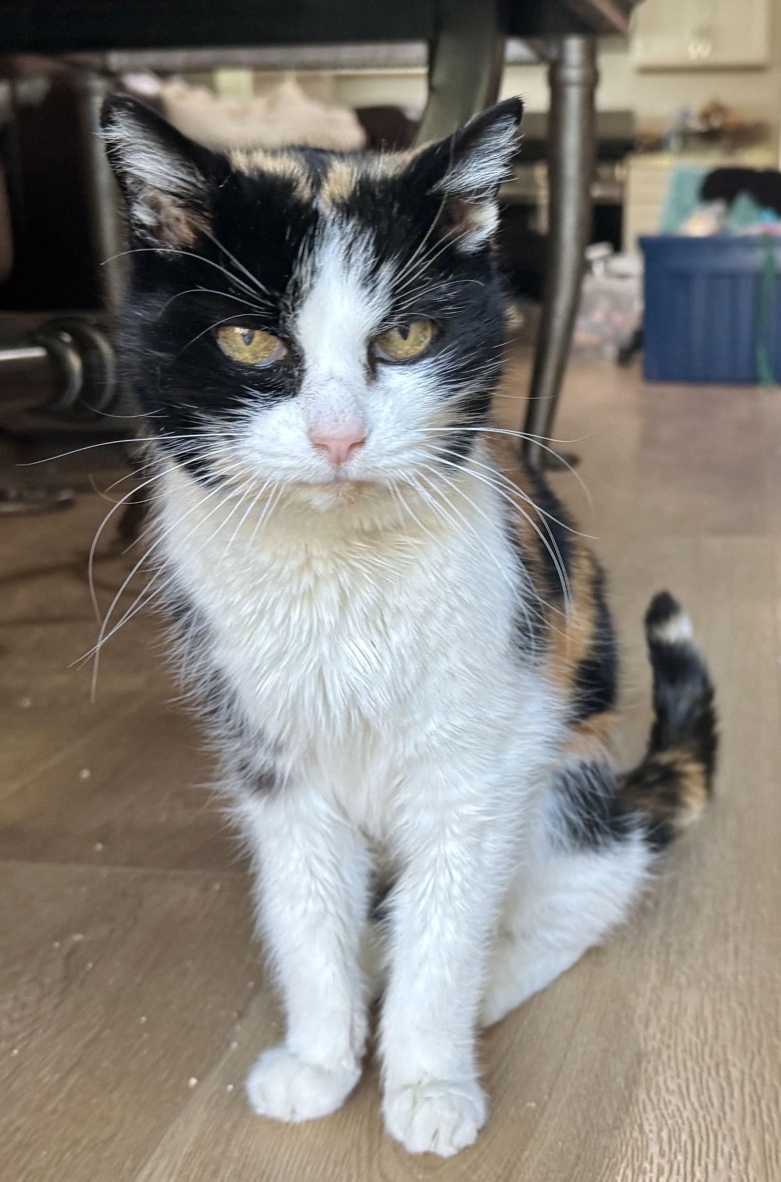 Bridget - Catnip Queen, Adoptable, Senior Female Calico & Domestic Short Hair.