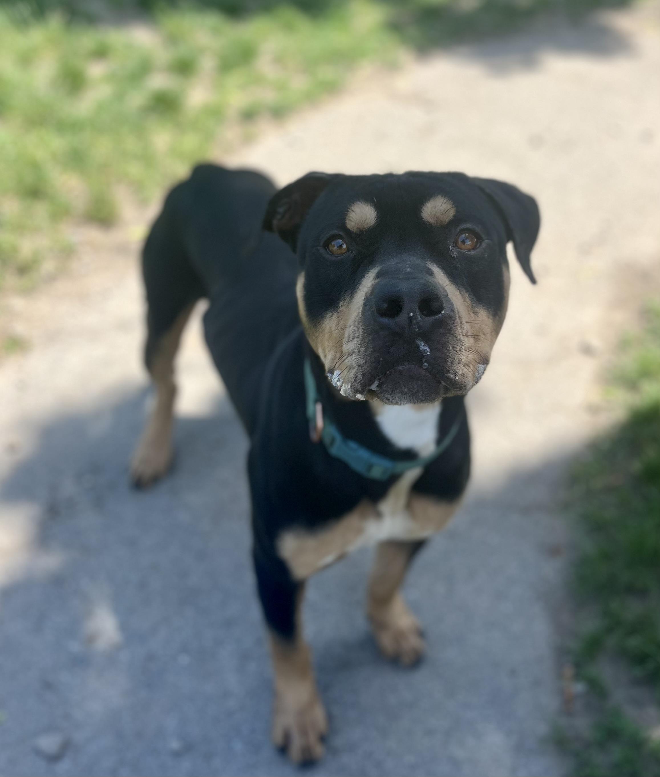 Enlarge Jack, an adopted mixed breed in Buffalo, NY image 5/5