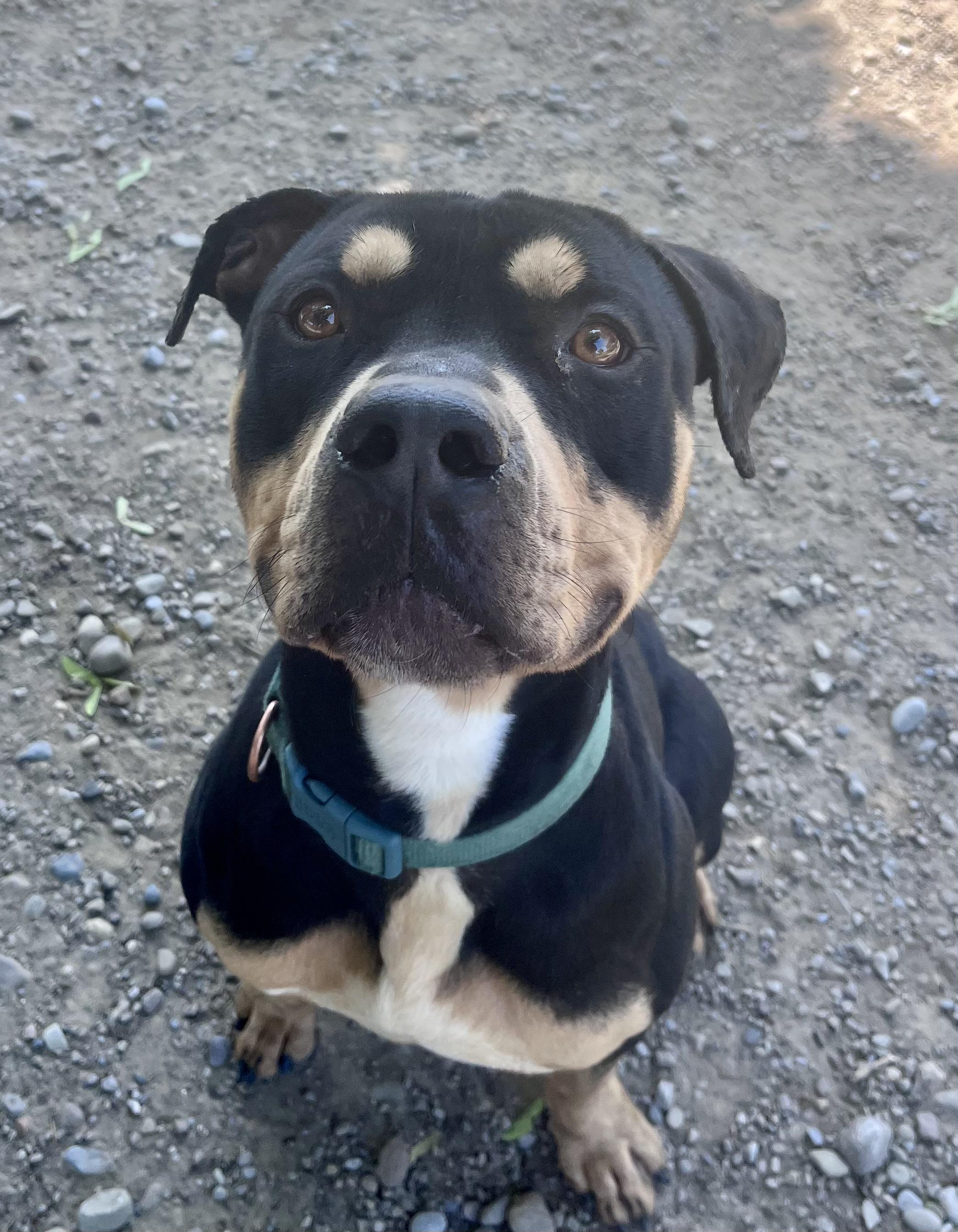 Enlarge Jack, an adopted mixed breed in Buffalo, NY image 3/5