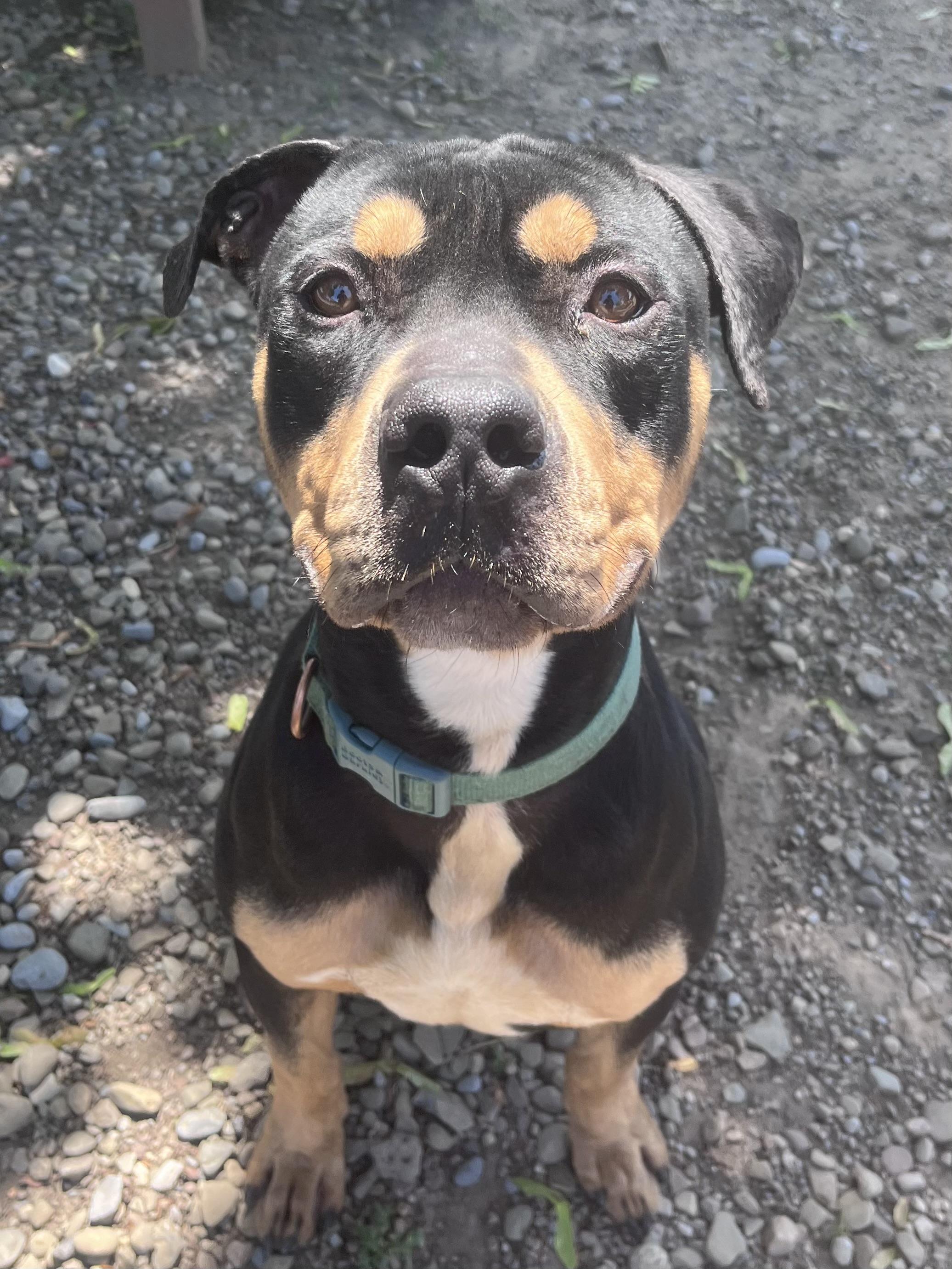 Enlarge Jack, an adopted mixed breed in Buffalo, NY image 4/5