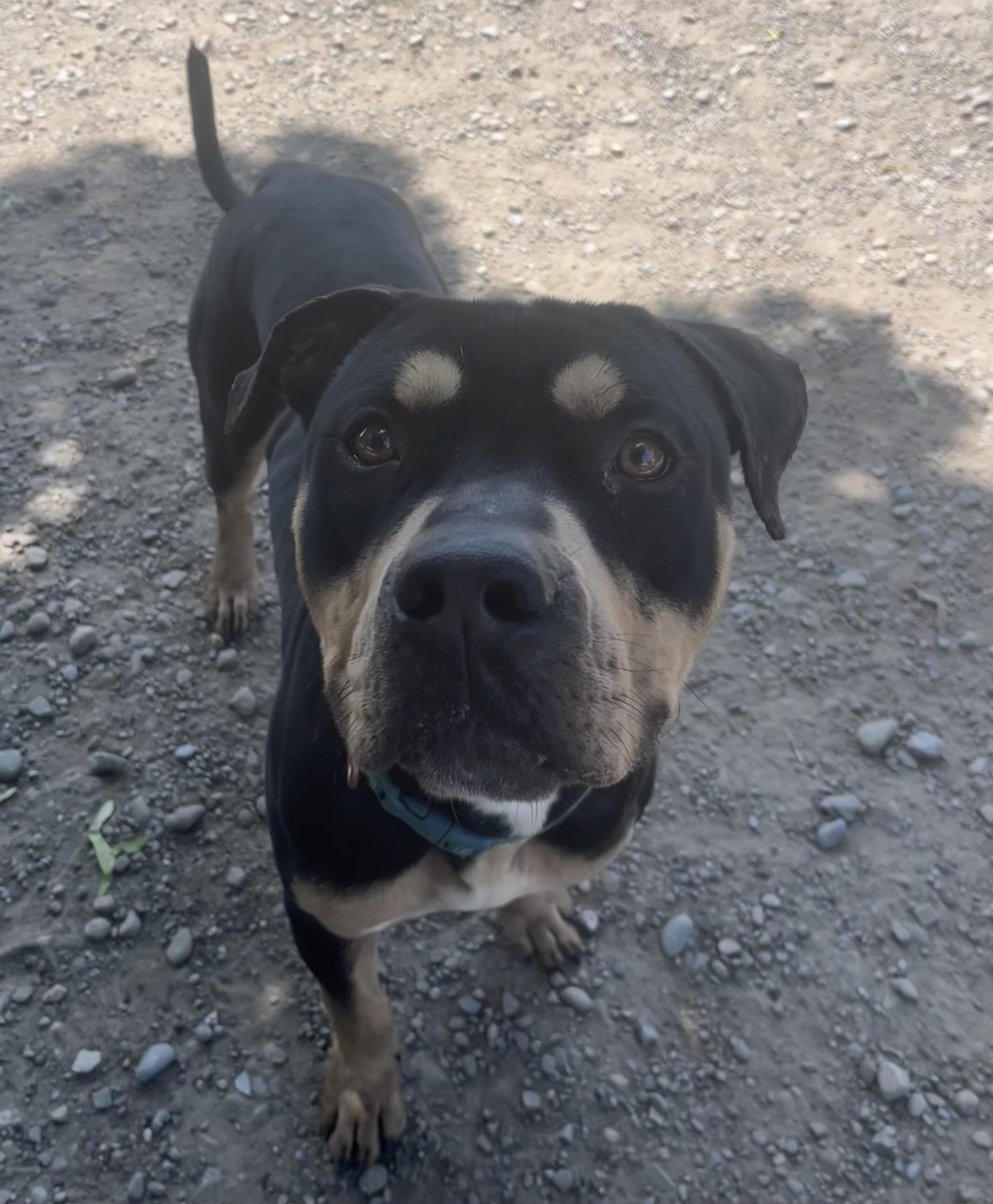 Enlarge Jack, an adopted mixed breed in Buffalo, NY image 2/5