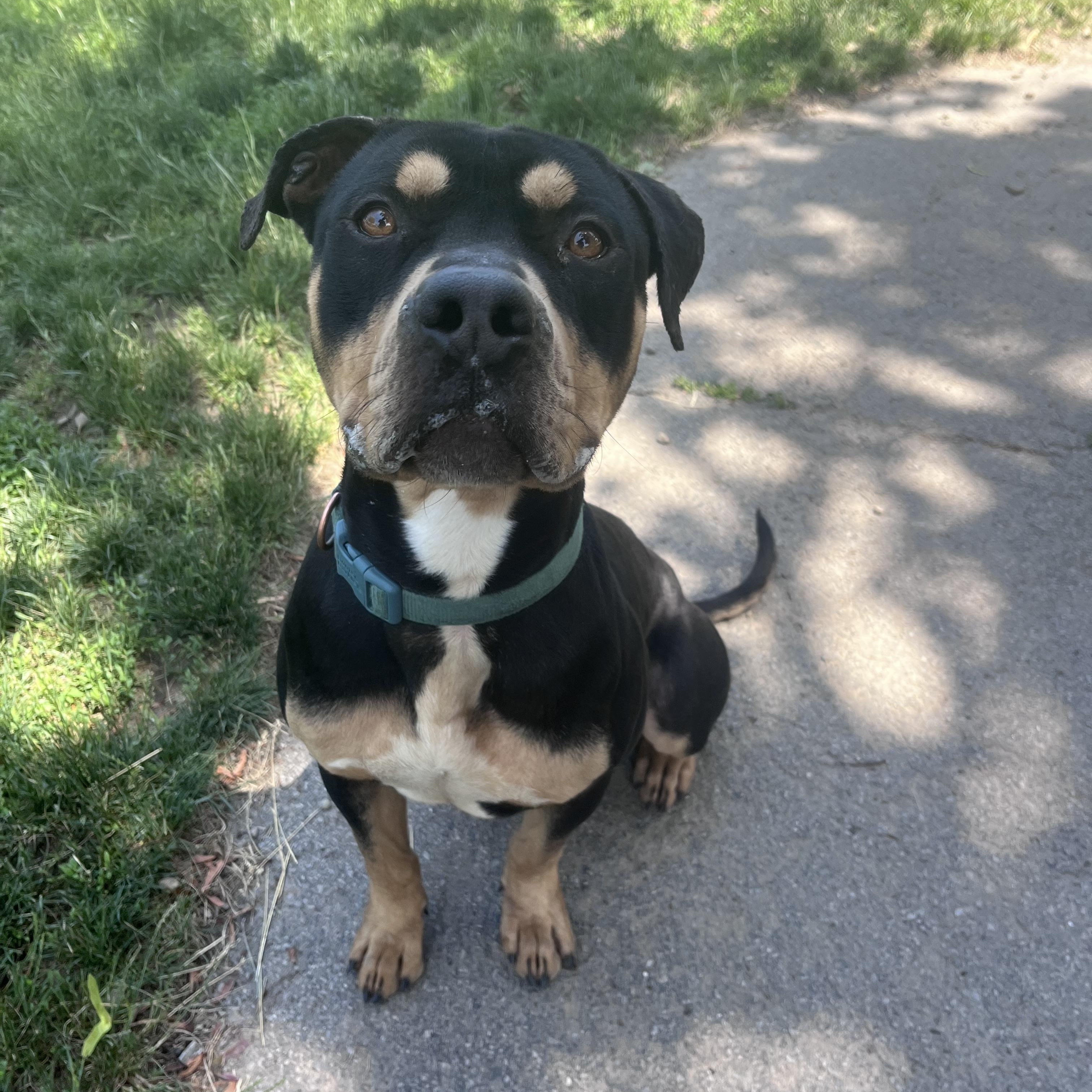 Jack, adopted, Young Male Rottweiler.