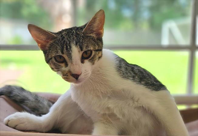 Enlarge Hasley, a Adoptable Tabby in Lafayette, LA image 2/6
