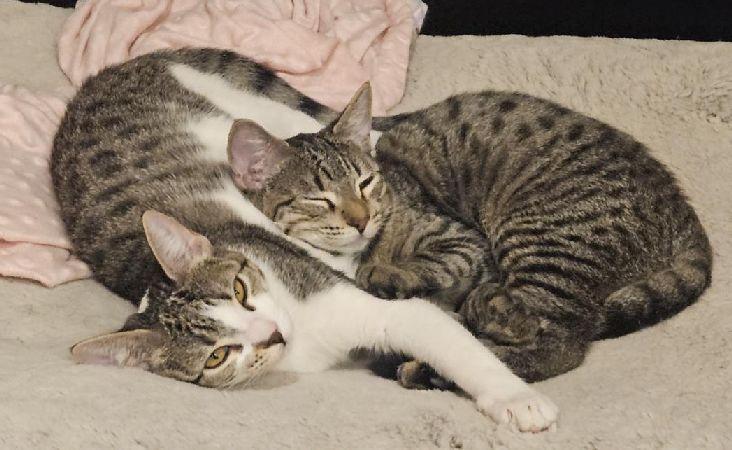 Enlarge Hasley, a Adoptable Tabby in Lafayette, LA image 4/6