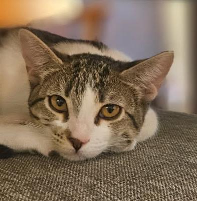 Hasley, Adoptable, Young Female Tabby.