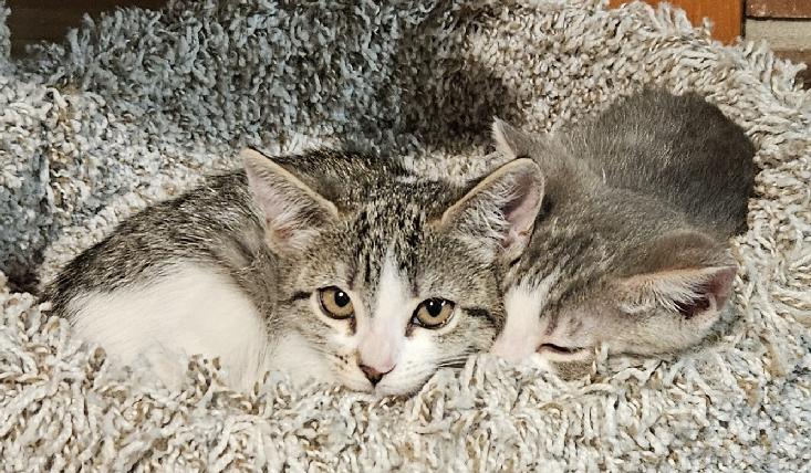 Enlarge Hasley, a Adoptable Tabby in Lafayette, LA image 3/4