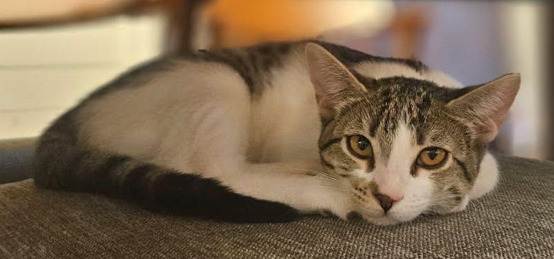 Enlarge Hasley, a Adoptable Tabby in Lafayette, LA image 5/6