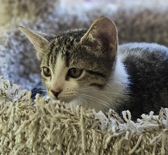 Enlarge Hasley, a Adoptable Tabby in Lafayette, LA image 1/4