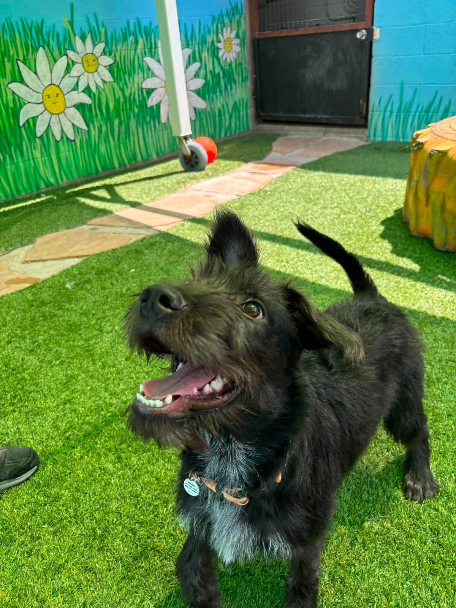 Enlarge Garbanzo, an adopted mixed breed in Marana, AZ image 2/3