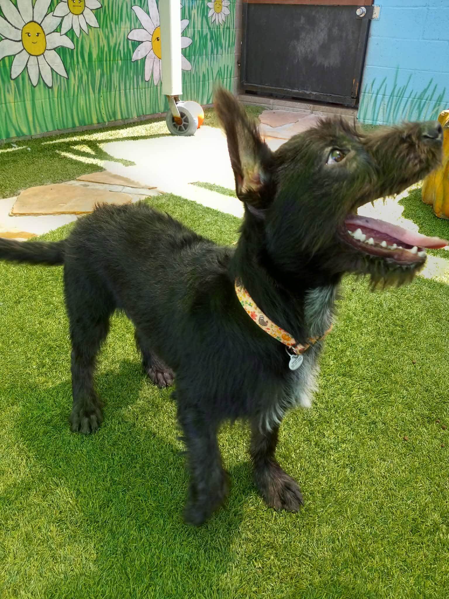 Enlarge Garbanzo, an adopted mixed breed in Marana, AZ image 3/3