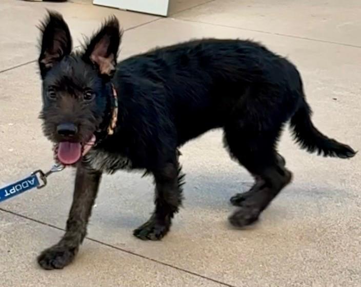 Garbanzo, adopted, Puppy Male Schnauzer.