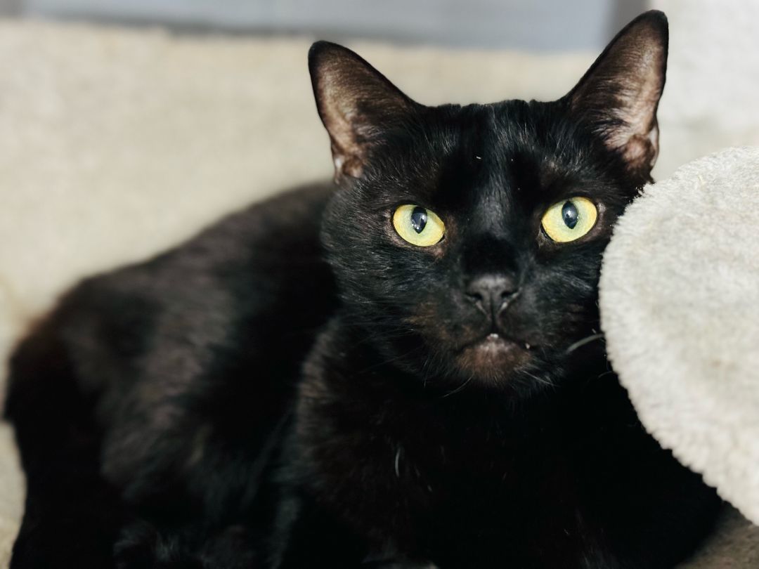 Enlarge Jet, a Adoptable Domestic Medium Hair in Emporia, VA image 1/3