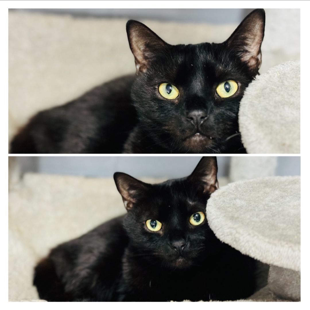 Enlarge Jet, a Adoptable Domestic Medium Hair in Emporia, VA image 2/3