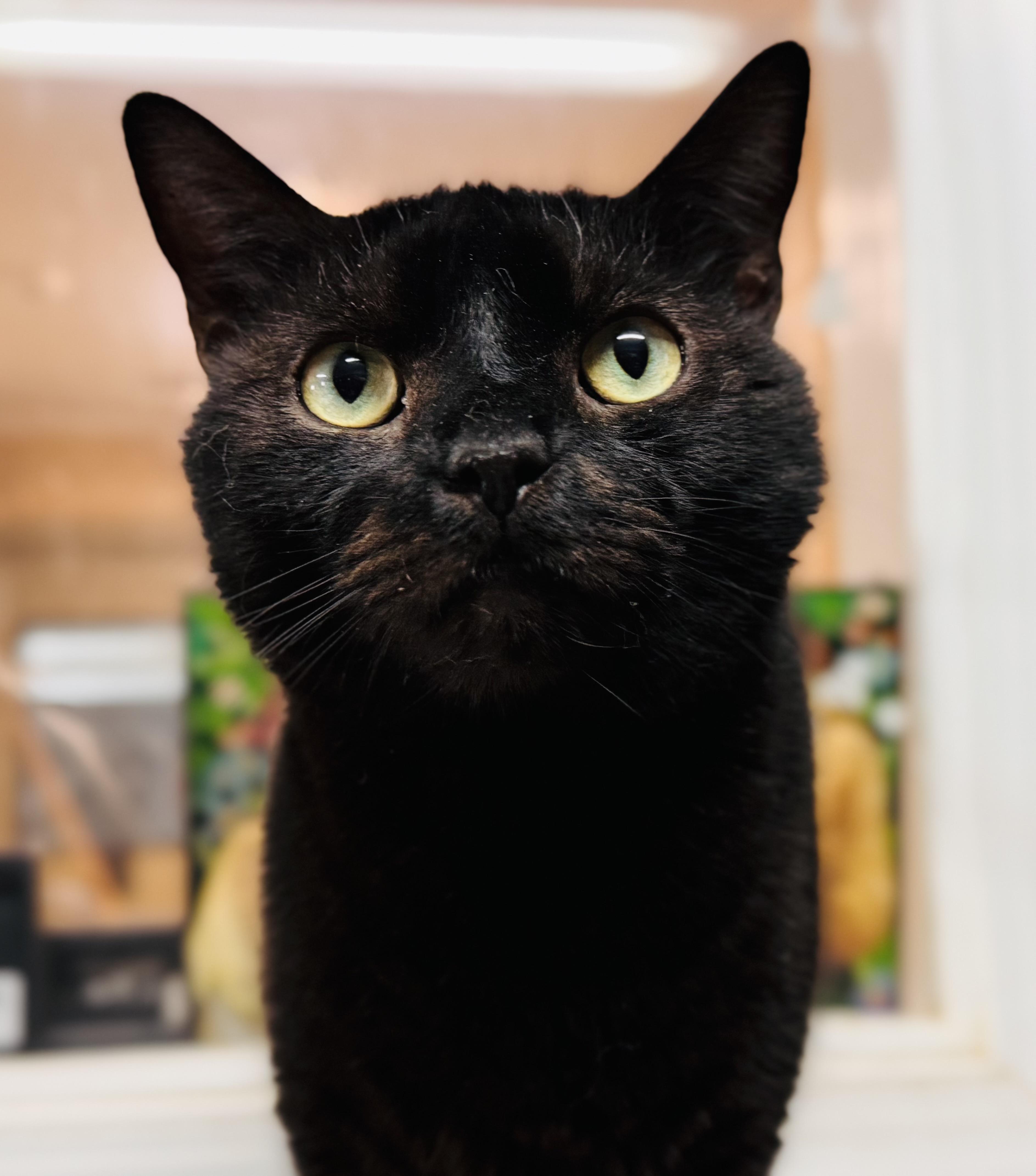 Enlarge Jet, a Adoptable Domestic Medium Hair in Emporia, VA image 3/3