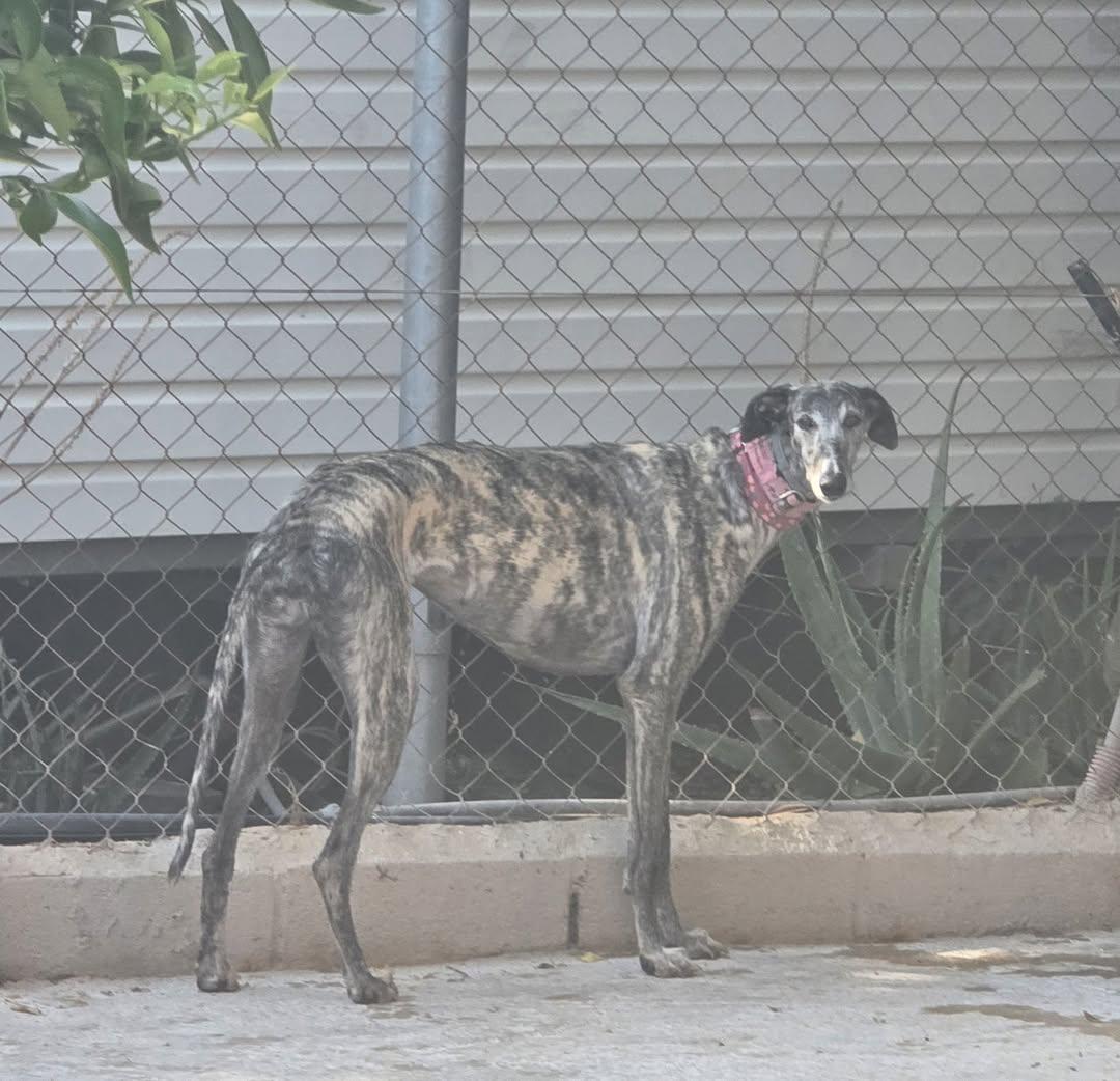 Enlarge Bluejay, a Adoptable Galgo Spanish Greyhound in Winter Park, FL image 2/3