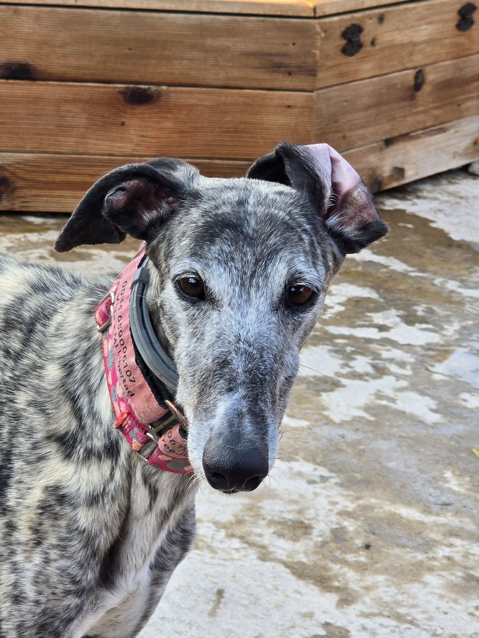 Bluejay, Adoptable, Young Female Galgo Spanish Greyhound.